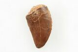 Serrated, Raptor Tooth - Real Dinosaur Tooth #196405-1